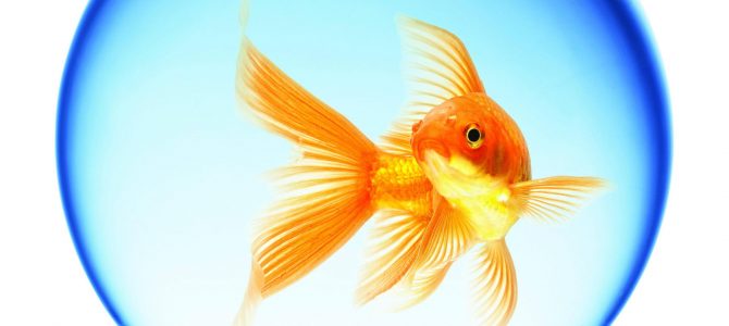 It’s official! The average human’s attention span is now less than that of a gold fish! What technology is doing to our kids’ attention spans?